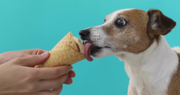Jack Russell Dog Eating Ice Cream on a Cone Waffle