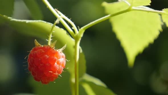 European red  raspberry in the garden tasty food 4K 2160p 30fps UltraHD footage - Plant vines of  Ru