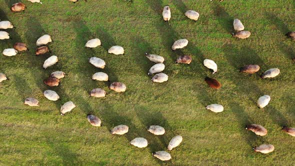 Aerial footage of a herd of sheeps grazing in a green field. Green meadow with sheeps.