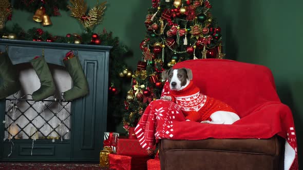 Dog In Knitted Sweater Sitting Near Fireplace And Christmas Tree