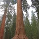 Sequoia Redwood Trees Slow Pan Up - VideoHive Item for Sale