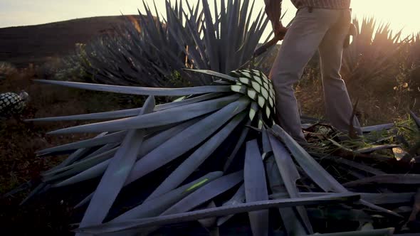 Man Cutting Agave 02 