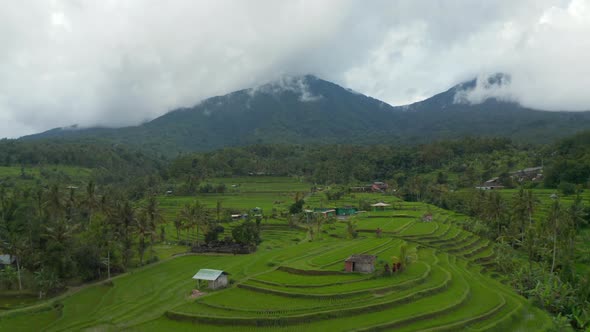 Lush Green Rice Field Terraces in Bali