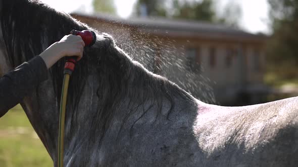 Female Hand Sprays Water at Grey Horse at Ranch
