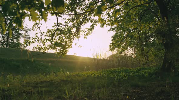 Lifestyle Video of a Teenage Boy Riding a Bicycle in the Woods at Sunset