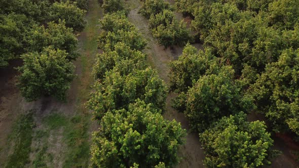 Hazelnut trees agriculture organic cultivation field aerial view