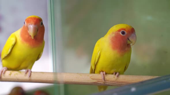 Lovebird Parrot