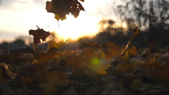 Yellow Maple Leaves Is Falling in Autumn Park and Sun Shining Through It. Beautiful Landscape