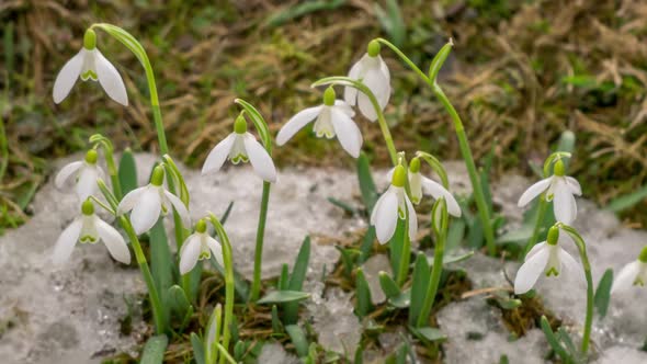 White Flowers Blooming and Snow Melting in Spring Time