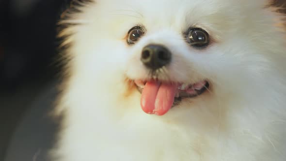 cute lovely white color pomeranian little lap dog animal best friend of human