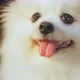 cute lovely white color pomeranian little lap dog animal best friend of human - VideoHive Item for Sale