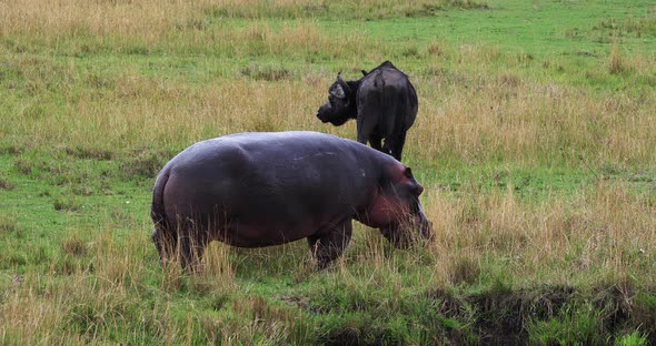 Hippopotamus, hippopotamus amphibius, Group standing in River, Masai Mara park in Kenya