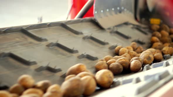 Close-up, Potatoes Move on Special Conveyor Machinery Belt . Potato Harvesting, Crop
