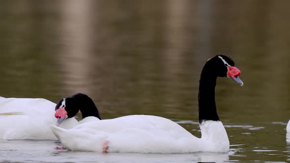 Black-necked Swan or Cygnus Melancoryphus has white body velvet black neck and head - Couple swimmin