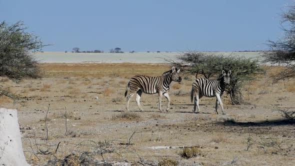 Two Zebras Walking in African Safari in Etosha Namibia
