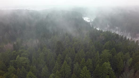 Foggy Coniferous Forest in Winter, Aerial View