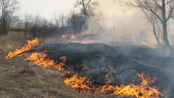 Fire in the Forest Burning Dry Grass Trees Bushes Flame and Smoke Wildfires