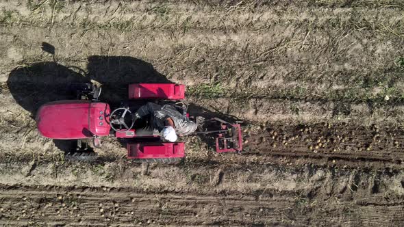 Farmer Digs Potatoes with a Small Tractor