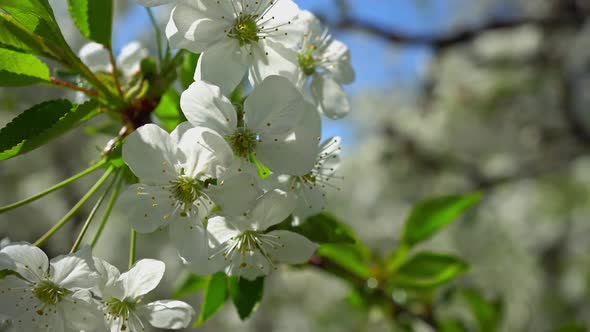 Spring Flowering Cherries 4