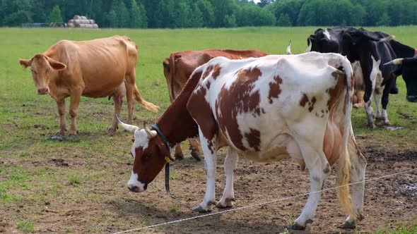 Dairy Cows in the Meadow Chew Grass