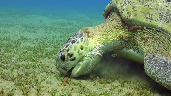 Green Sea Turtle feeding on sea grass close up in the Red Sea