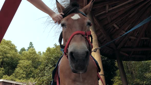 Closeup View of Female Hand Caressing Muzzle of a Horse