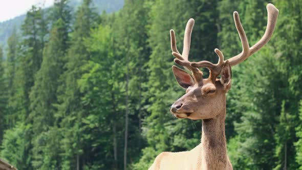 Red Deer with Large Velvet Antlers Standing on a Background of Green Spruce Forest