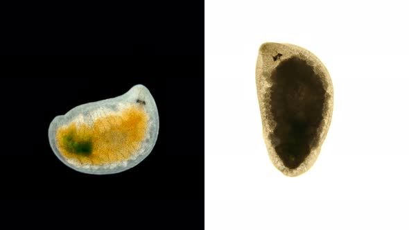 A Flatworm From the Order Proseriata Under a Microscope. Phylum Platyhelminthes.