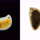 A Flatworm From the Order Proseriata Under a Microscope. Phylum Platyhelminthes. - VideoHive Item for Sale