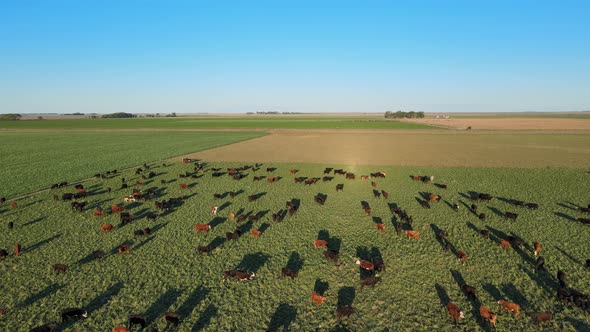 Herd of cows on huge Pampas field, shadows from low sun, static aerial