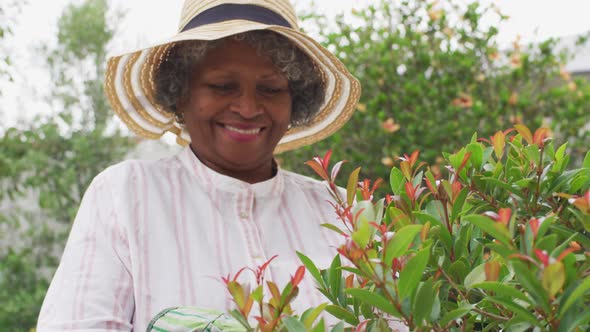 Senior african american woman wearing gardening gloves cutting plants in the garden