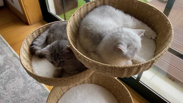 Beautiful Cats Breed Scottish Chinchilla Straight relaxing on their beds