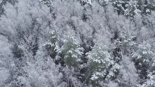 Beautiful Snowy White Forest In Winter Frosty Day