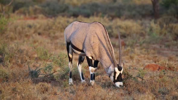 Gemsbok Antelope Grazing