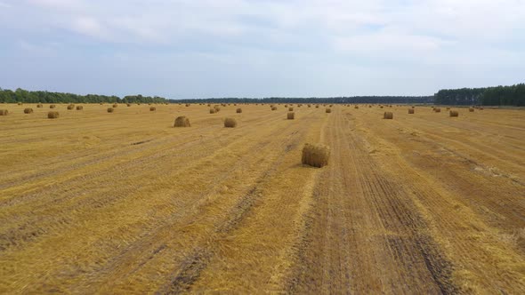 Field with Haystacks After Harvest