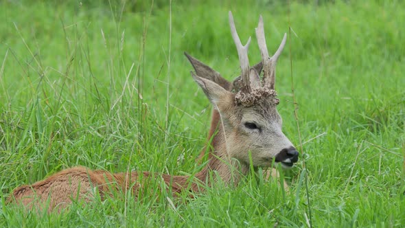 Fallow Deer Is Lying in Grass and Chewing Something. Dama Dama, Ruminant Mammal,