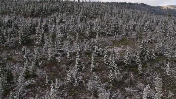 View of forest covered hill side in winter lowering towards the ground