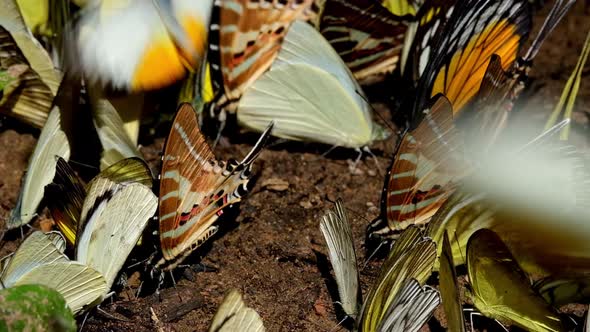 Seen together with some yellow butterflies, Spot Swordtail Graphium nomius, Kaeng Krachan National P