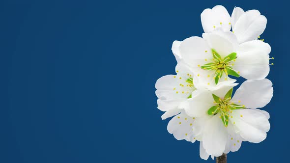 Almond Flower Blossom Timelapse on Blue 3