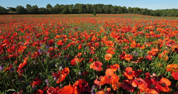 Field of poppies and medicago, Provence, Luberon, Vaucluse, France