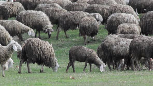Flock Of Grazing Sheep
