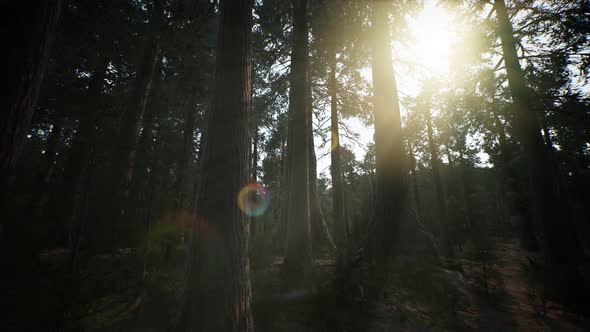 Giant Sequoia Trees at Summertime in Sequoia National Park, California alt