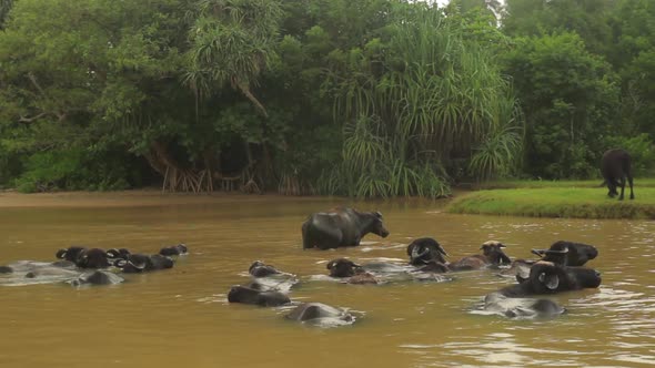 Animals of Sri Lanka. Buffalos in the Lake