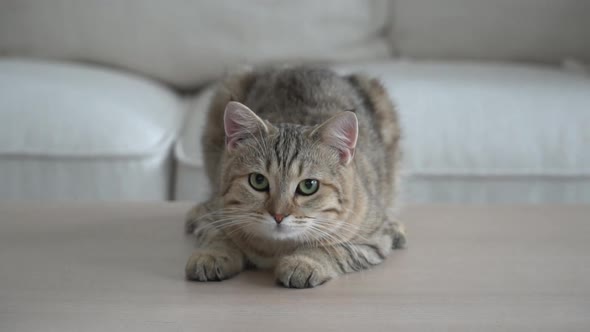 Cute Cat Lying On Wooden Table In Living Room Slow Motion 