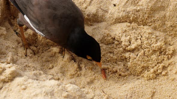 Common Myna -Acridotheres Tristis-