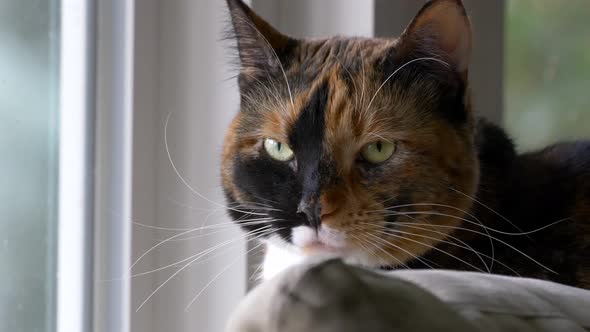 A beautiful calico cat named Zelda sits perched on a couch where she normally watches birds but is