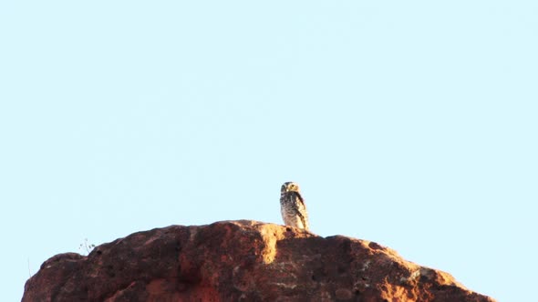 Owl on top of sandstone cliff in Caatinga, Brazil