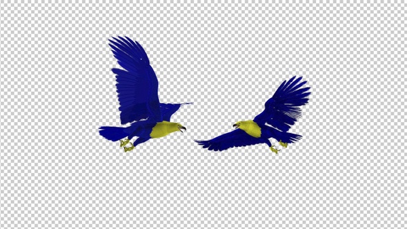 Ukraine Eagle - Flying Transition - VII - Two Birds - 4K - Alpha Channel alt