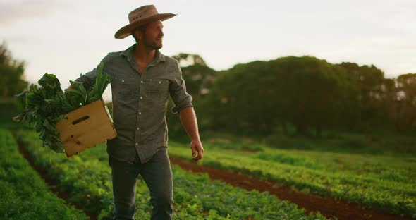 Walking on the farm at sunset