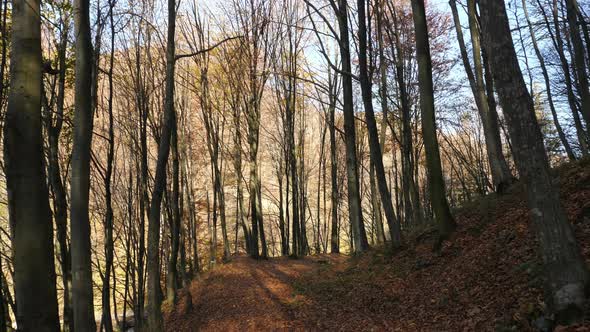 Forest trail in the autumn